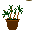 Pot Plant